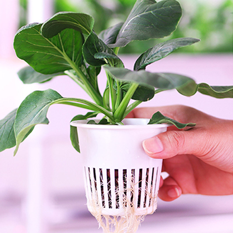Sistema de plantación ydroponi - Smart Home Diy reseña y precio